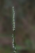 Spiranthes spiralis